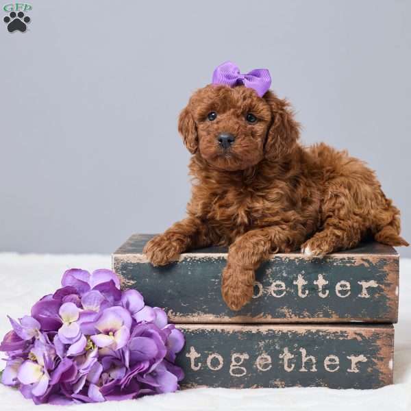 Cherrie, Miniature Poodle Puppy
